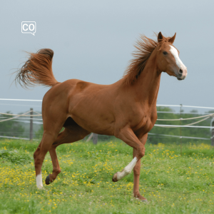  El caballo: Il cavallo (Spagnolo)