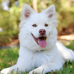  El perro: Il cane (Spagnolo)