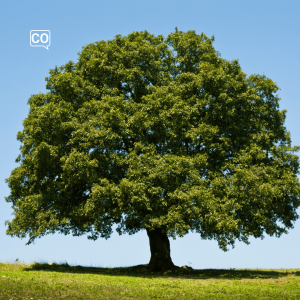  El árbol: L'albero (Spagnolo)