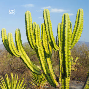  El cactus: Il cactus (Spagnolo)