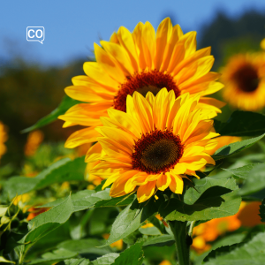  El girasol: Il girasole (Spagnolo)