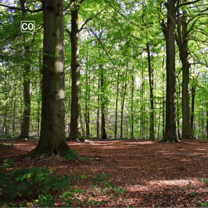  El bosque: Il bosco (Spagnolo)