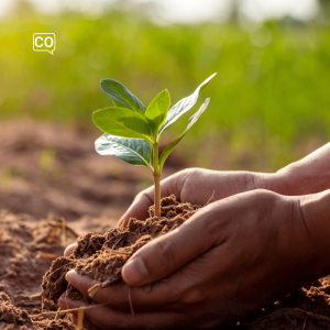  Plantar (piantare) - Coniugazione dei verbi ed esercizi