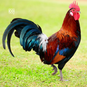  El gallo: Il gallo (Spagnolo)