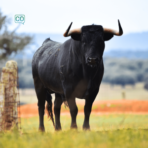  El toro: Il toro (Spagnolo)