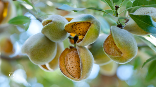  Le mandorle: il tesoro nutrizionale della Spagna