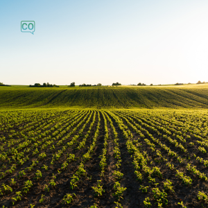  La agricultura: L'agricoltura (Spagnolo)